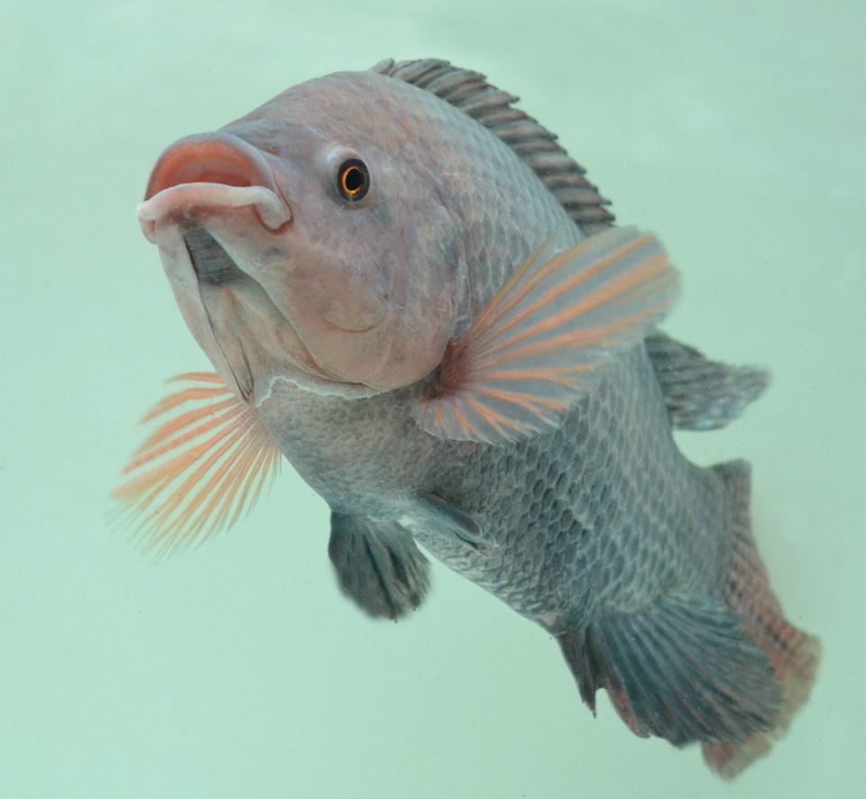 Aller Aqua: The production of Tilapia is growing