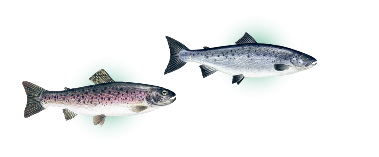 Aller Active is developed specially for Norwegian Trout and Salmon