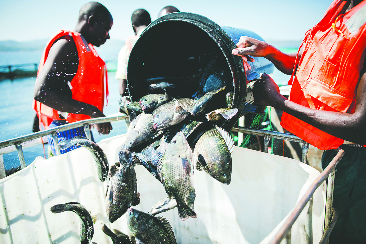 Aller Aqua Zambia | Feed for Tilapia | Feed for Aquaculture
