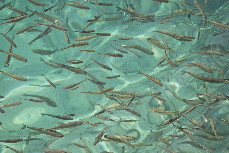 Regnbueørred yngel | Akvakultur | Aller Aqua