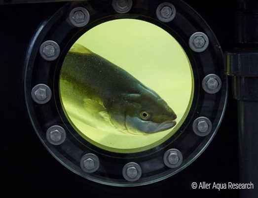 Aller Aqua-Yellowtail Kingfish-Optimal growth with ALLER AP EX