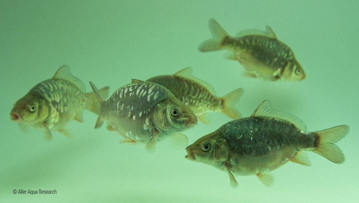 Aller Aqua fish feed_ALLER LOOP_accelerating growth of carp