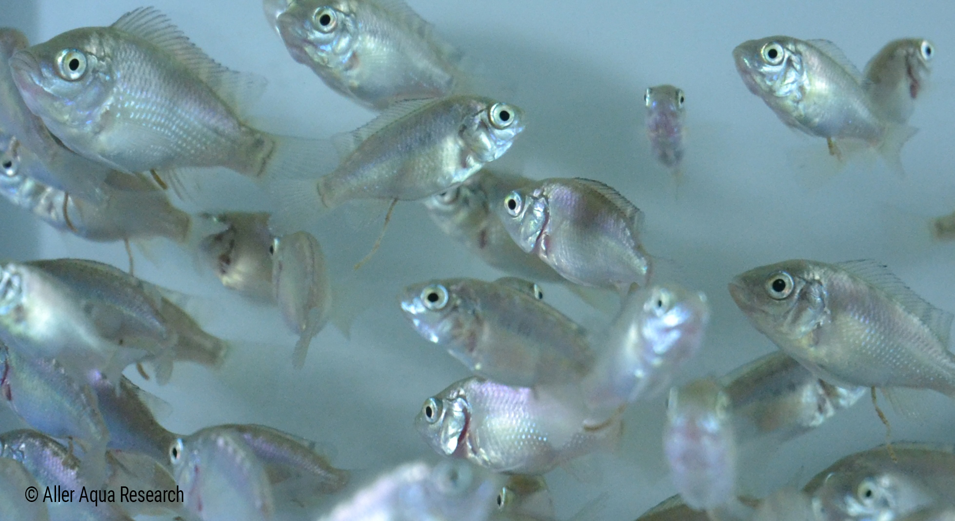 Fast growing tilapia fry with ALLER PARVO EX